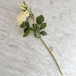 White Rose Stem.