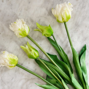 White tulips bunch