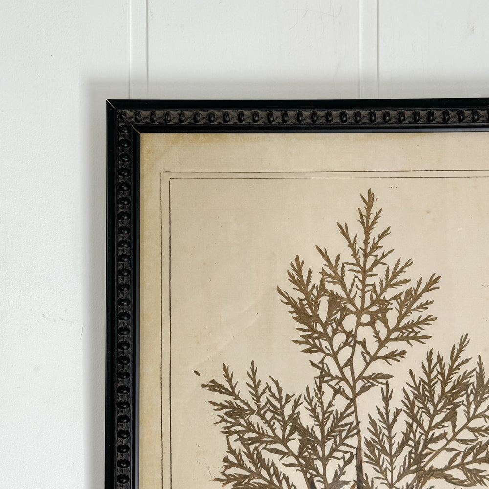 Botanical Framed Art- Flowers from Mount Olive.