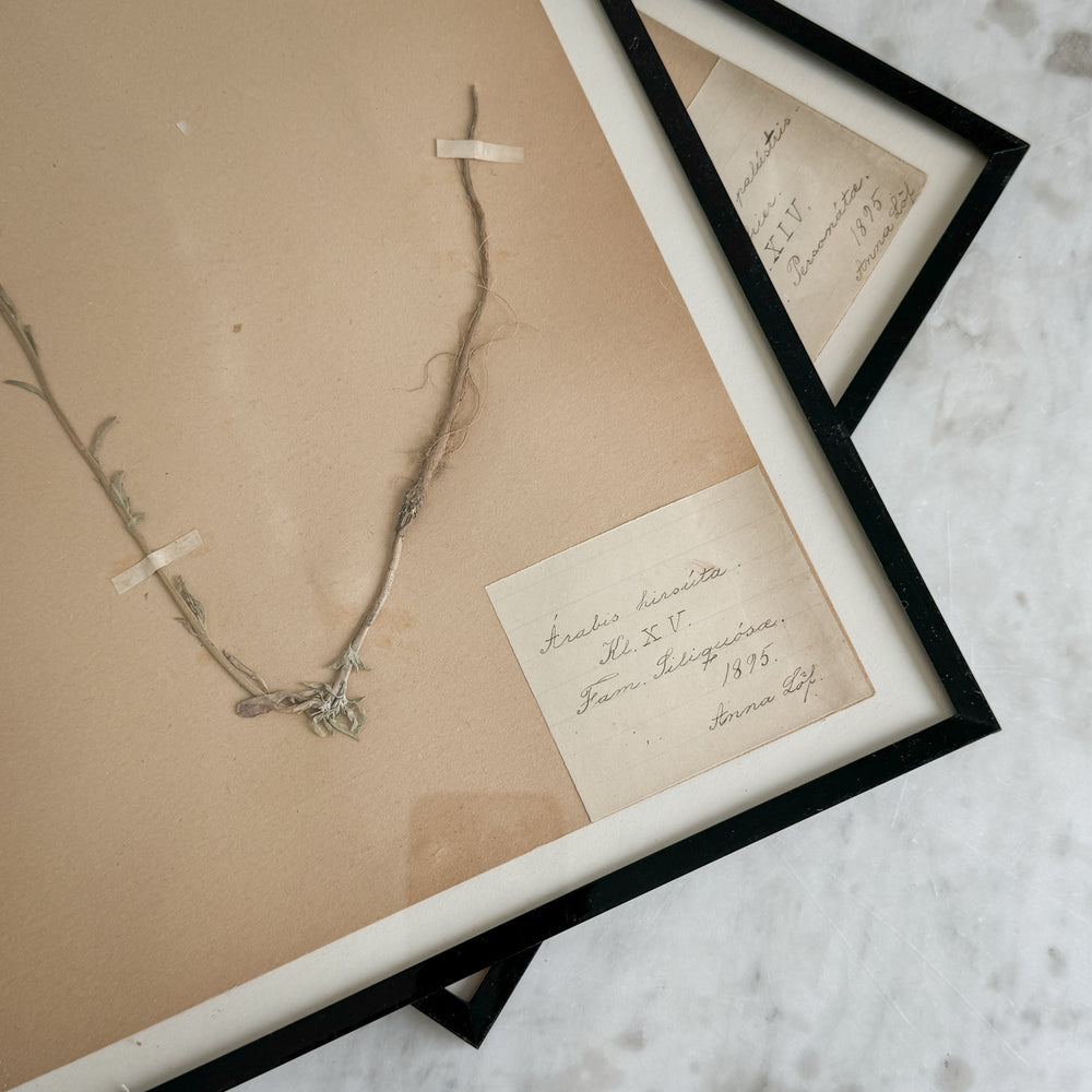 Vintage french 1900's herbarium.