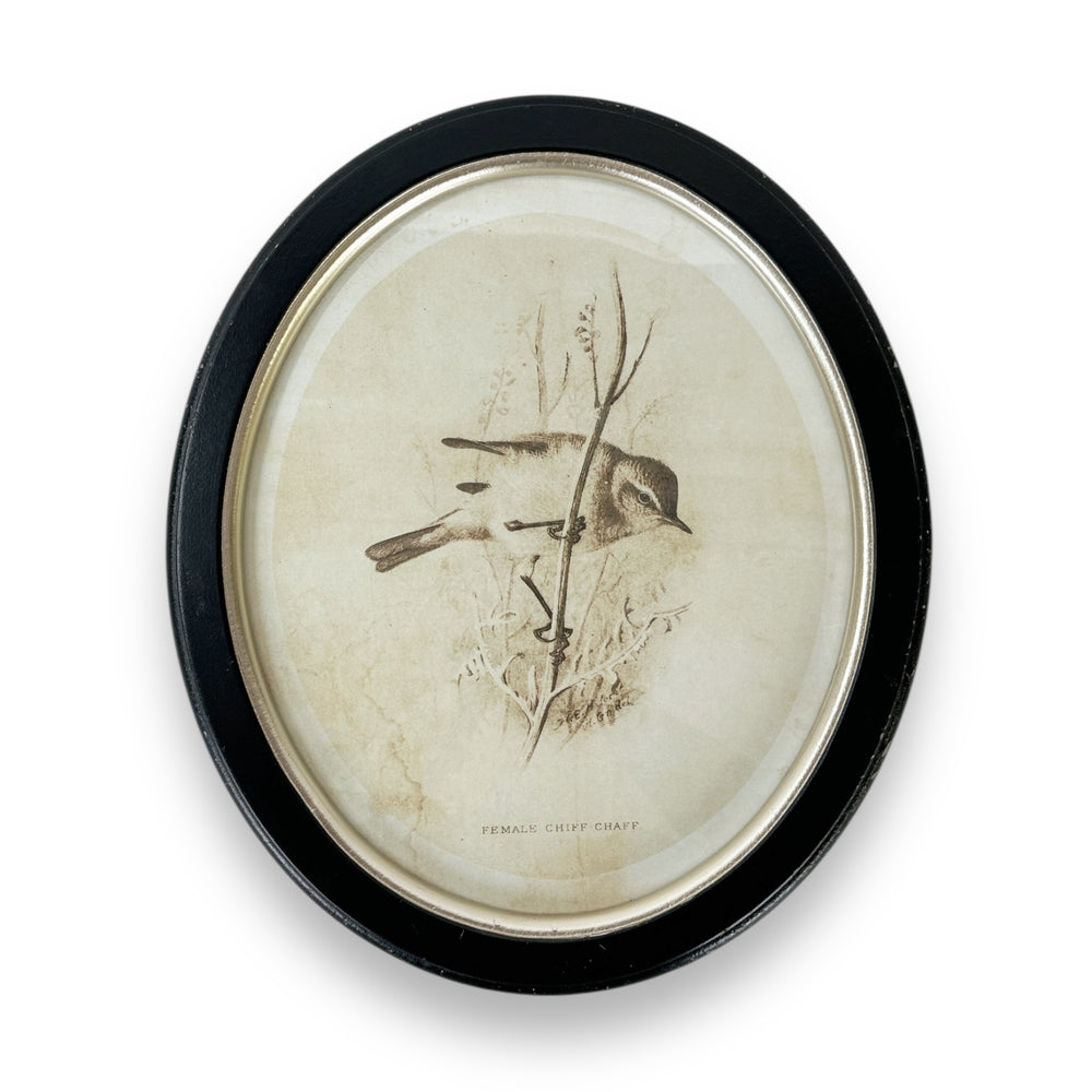 Oval Wood Bird Print - Female Chiff Chaff.