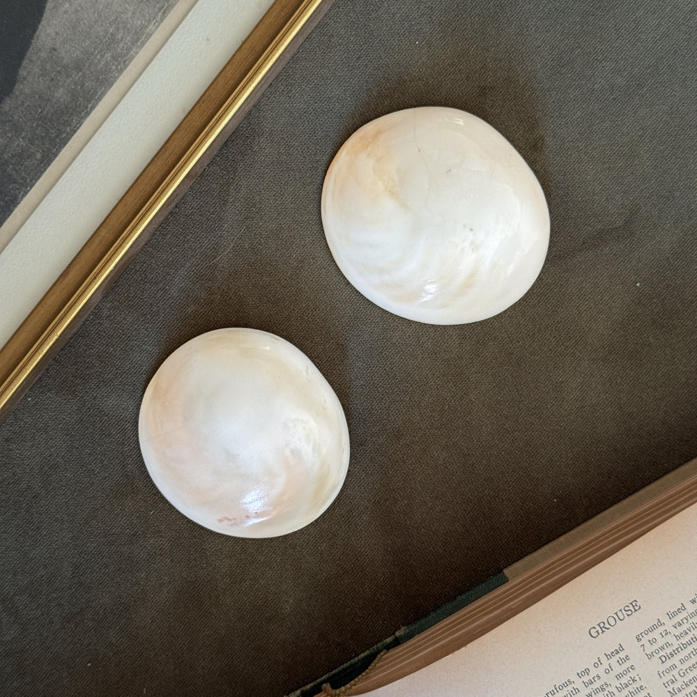Vintage flat white polished shells