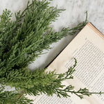 Juniper Pine Bundle Stems.
