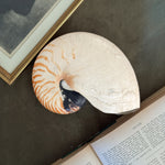 Vintage large Nautilus shell