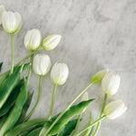 White Tulip.