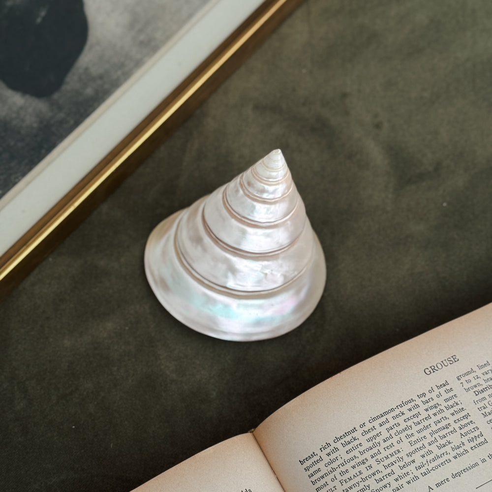 Vintage pearl spike seashell