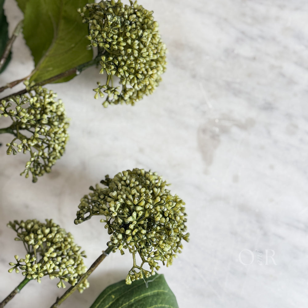 Green Viburnum Stem