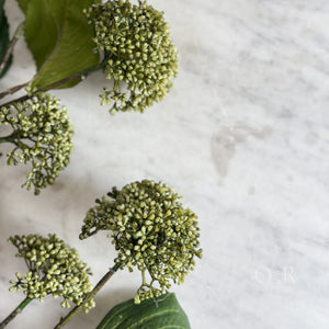 Green Viburnum Stem