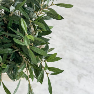 Olive Branch.