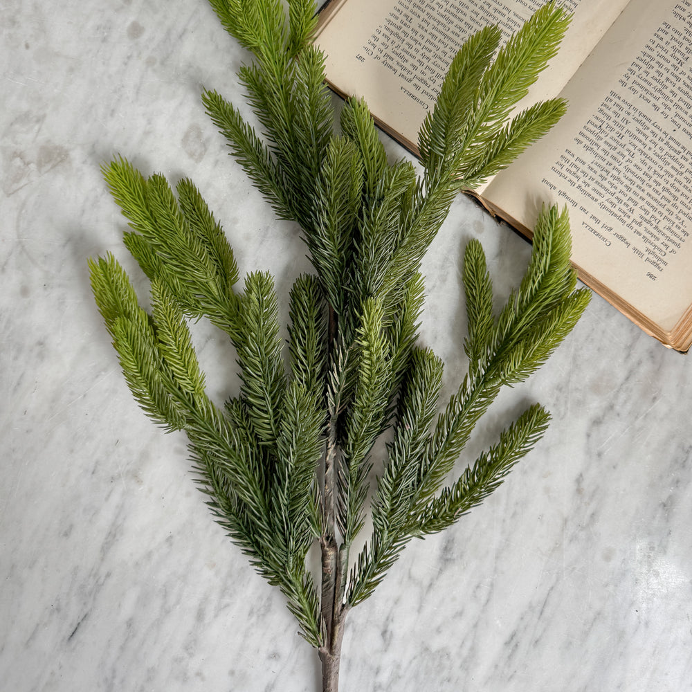 Spruce Branch.