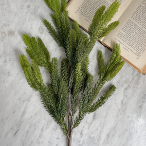 Spruce Branch.