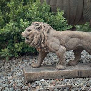 Aged brown Concrete Lion Statue.