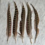 Pheasant Feathers.