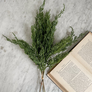 Juniper Pine Bundle Stems.