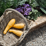 Rattan oval Gathering Basket