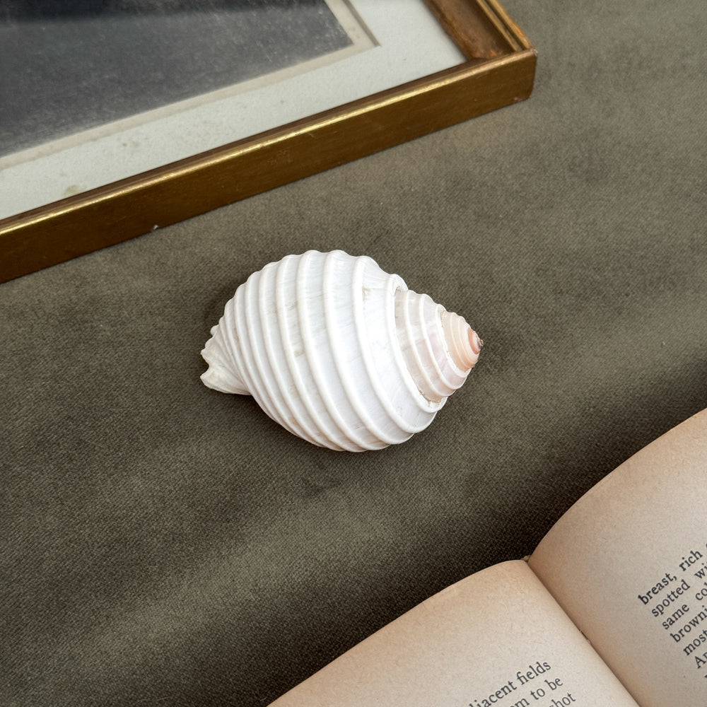 Vintage white spiral shell