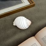 Vintage white spiral shell
