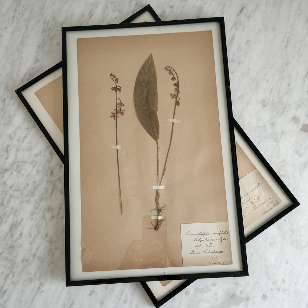 Vintage french 1900's herbarium.