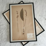Vintage french 1900's herbarium.