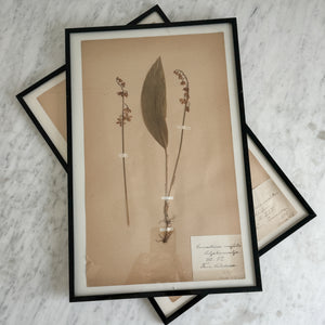 Vintage french 1900's herbarium.