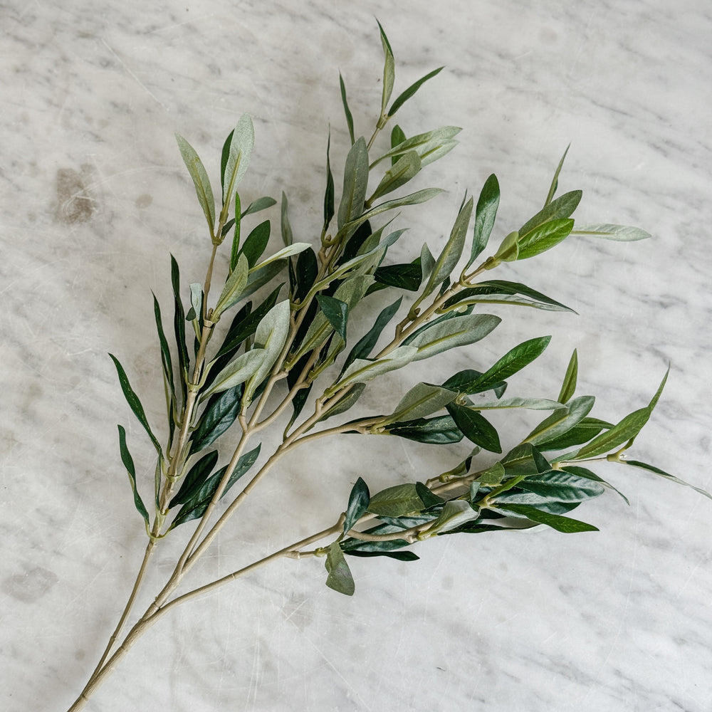 Olive Branch.