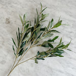 Olive Branch.