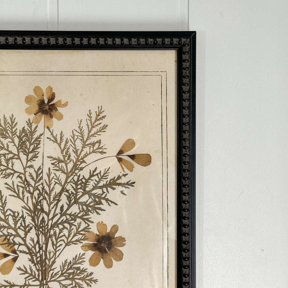 Botanical Framed Art- Flowers from Tiberiade.