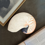 Vintage large Nautilus shell