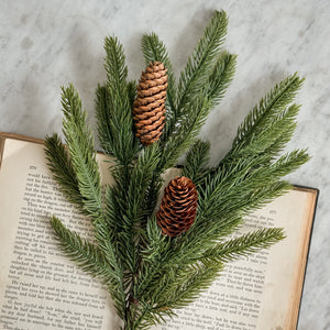 Spruce Stem with pinecones.