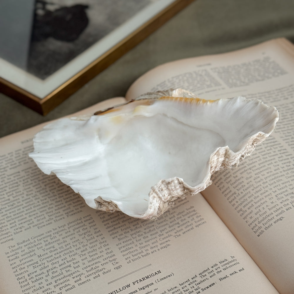 Vintage large clam shell