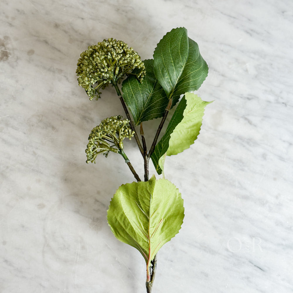 Green Viburnum Stem