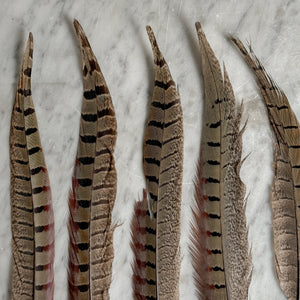 Pheasant Feathers.