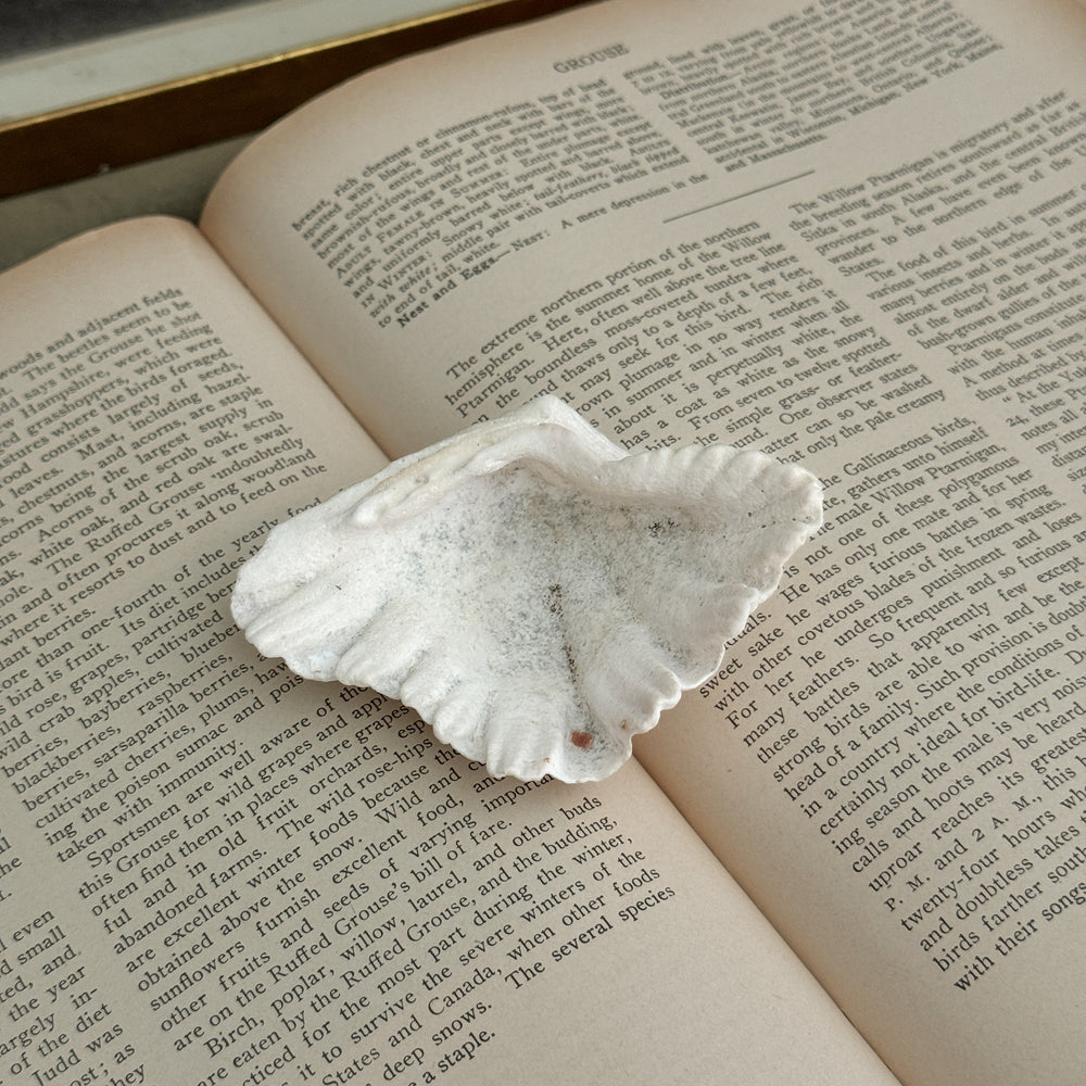 Vintage white clam shell small