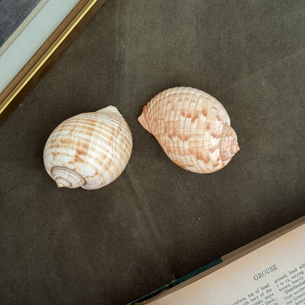 Vintage PAIR brown and white polished shells