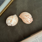 Vintage PAIR brown and white polished shells