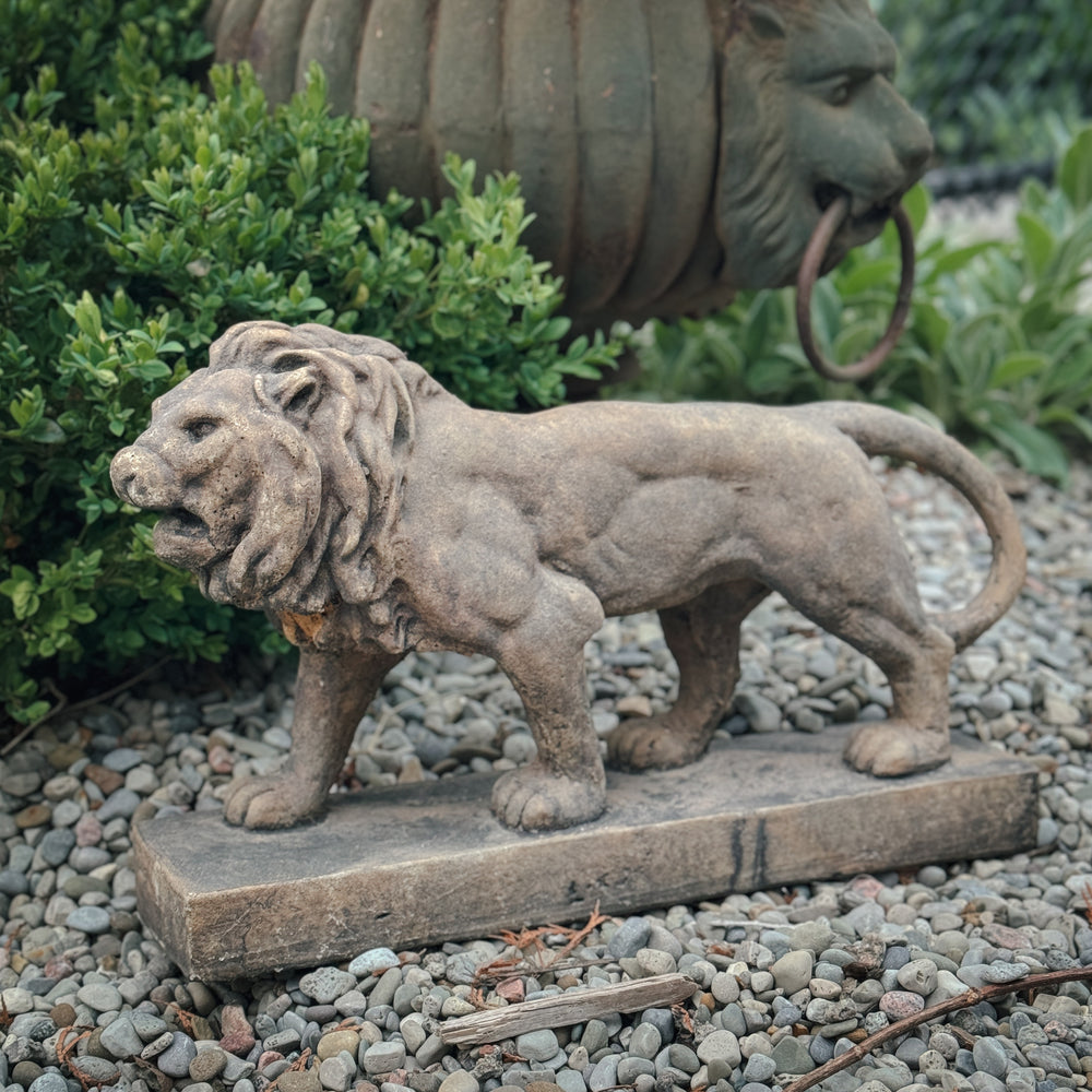 Aged brown Concrete Lion Statue.