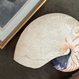 Vintage large Nautilus shell