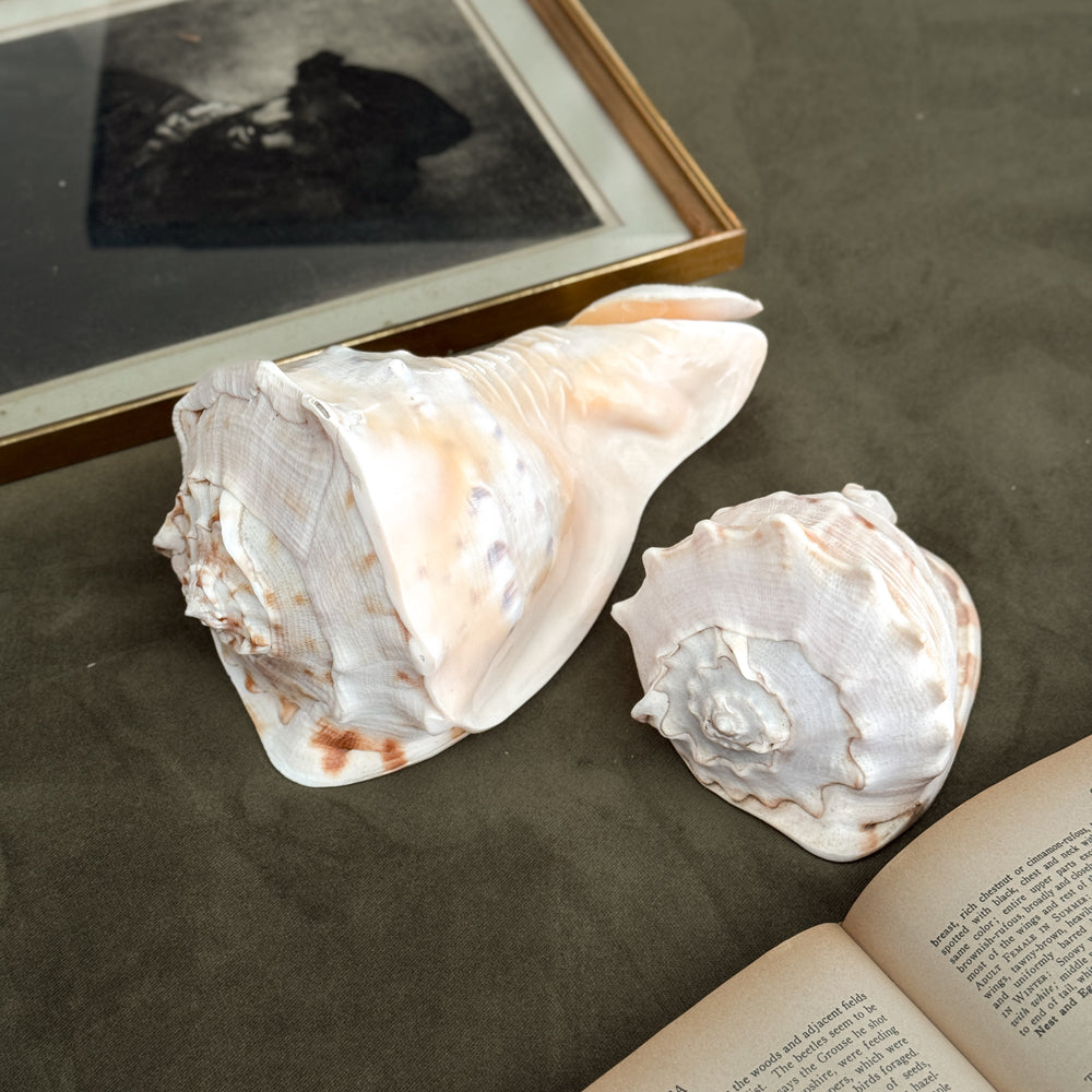 Vintage PAIR large white conch shells