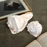 Vintage PAIR large white conch shells