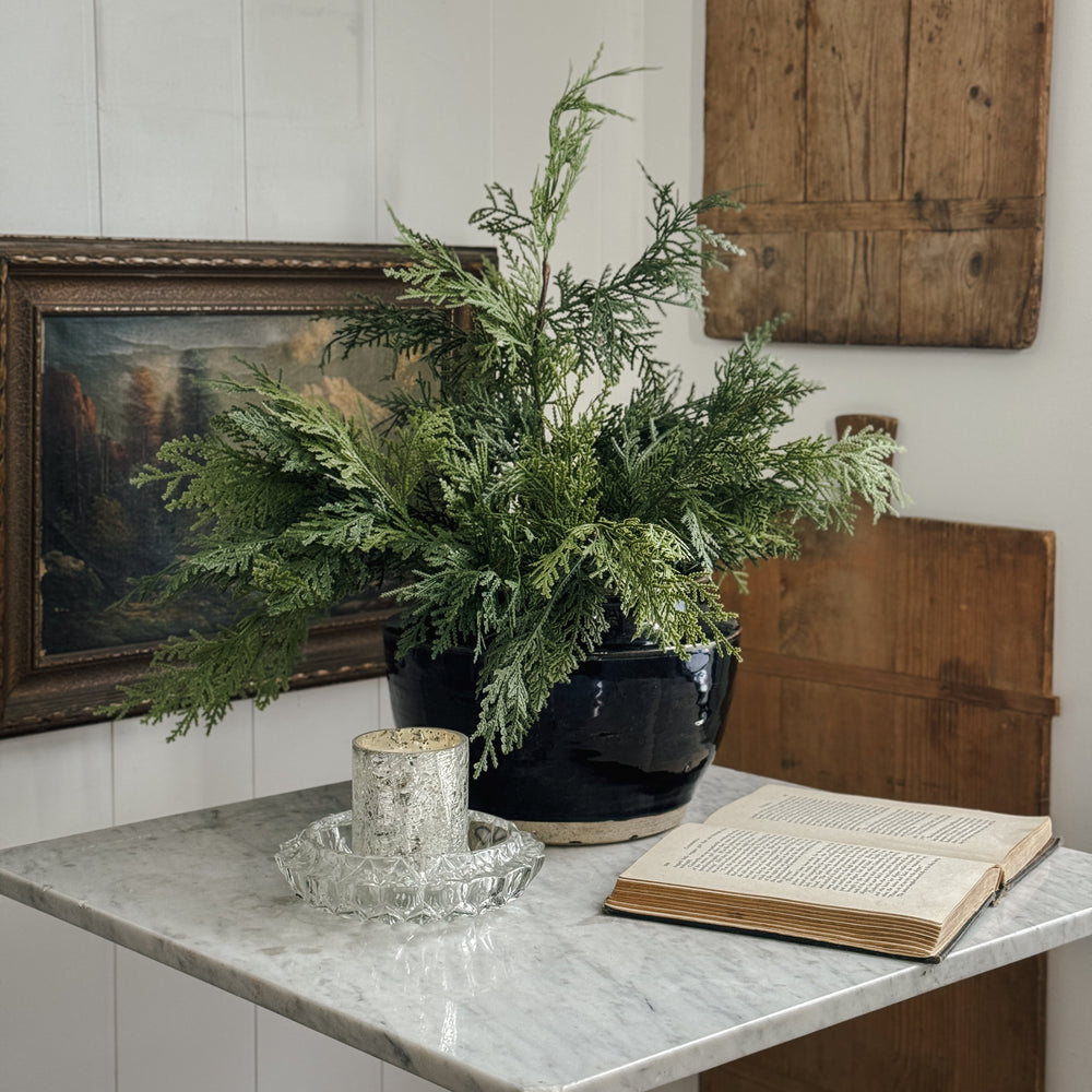 Potted White Cedar Tree.