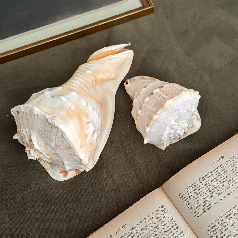 Vintage PAIR large white conch shells