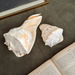 Vintage PAIR large white conch shells