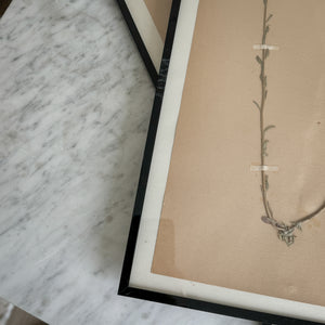 Vintage french 1900's herbarium.