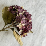 Plum Hydrangea.