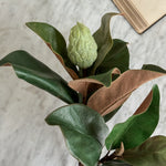 Large Magnolia Faux Stem with Bud.