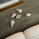 Vintage set of 5 brown cowrie shells