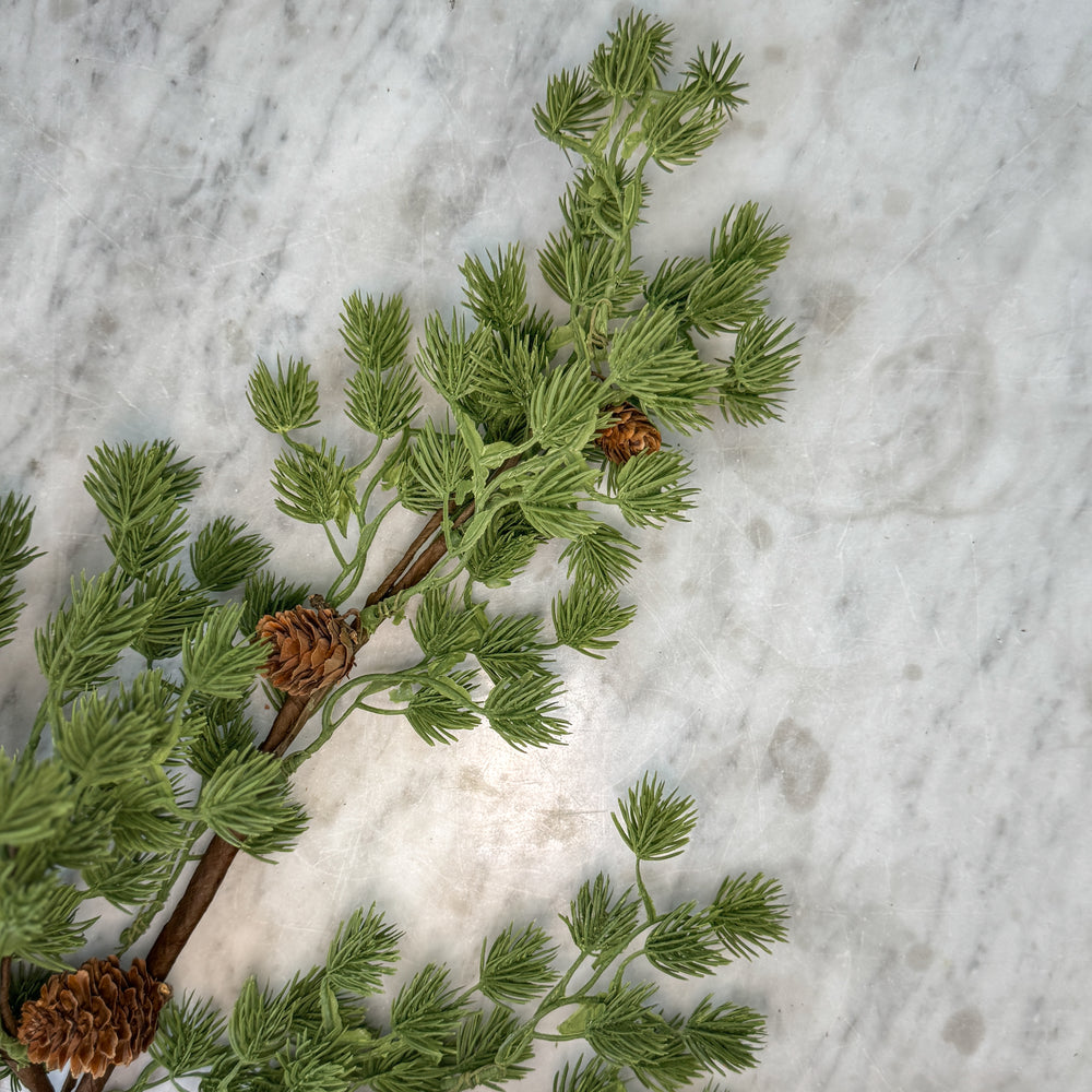 Frasier Fir stem w/ pinecones