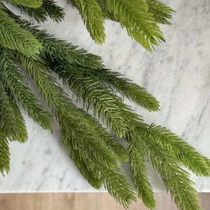 Spruce Branch.