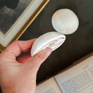 Vintage flat white polished shells