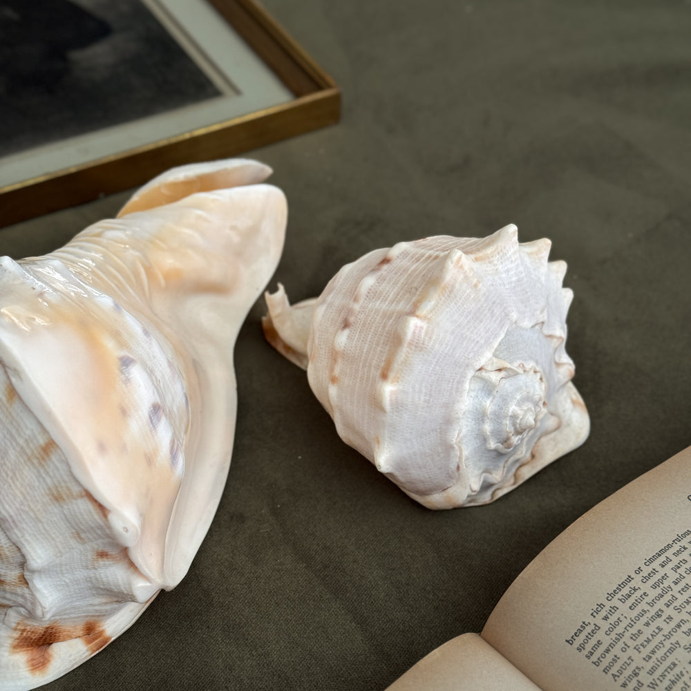 Vintage PAIR large white conch shells